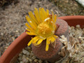 lithops fulviceps 02