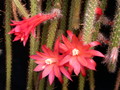 aporocactus mallisonii 978157