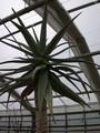 aloe dicotoma 5775