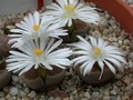 lithops karasmontana lerichiana 01