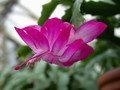 schlumbergera rosabell 03 1