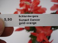 schlumbergera sunset dancer 1581