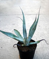 agave scabra hundido 4867