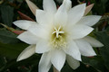 eh snowflake 8960 8845