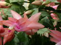 schlumbergera christmas flame 08