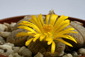 lithops pseudotruncatella mundtii 9552