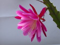 eh paul l fort 8335 196