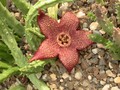 stapelia comparabilis 02