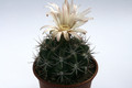 gymnocalycium mostii 9939