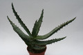 aloe ferox 6692