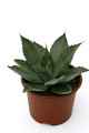 agave congesta comitan chiapas 0684