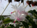 schlumbergera thor britta02