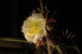 selenicereus grandiflorus koenigin 2006 05 9740
