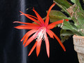eh tiny flame 9465 07