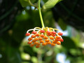 hoya obscura 02