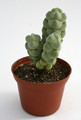 crassula arta 0213