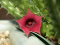 huernia aperta 02