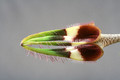 ceropegia radicans radicans 3127