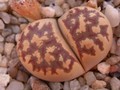 lithops dorotheae 02