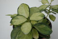 hoya australis lisa 6536