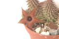 huernia pillansii 08