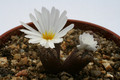 conophytum pellucidum rr1061 kamieskron 2817