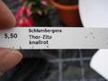 schlumbergera thor zita 1569