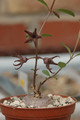 brachystelma tuberosum 03