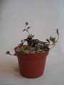 brachystelma pulchellum 152