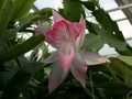 schlumbergera chiba princess 02