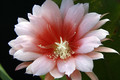eh cho cho sun 5659 0324