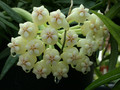 hoya pachyclada 7092 01