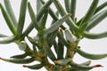 aloe ramosissima 6673