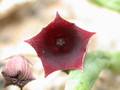 huernia pendula 02