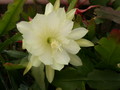 eh soft lights 8970 680