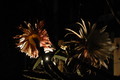 selenicereus grandiflorus koenigin 2006 05 9748