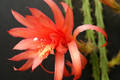 aporocactus carolina 0024