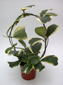 hoya kerri albomarginata 3998