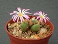 conophytum chauvinae hoedberg 1644