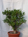 crassula portulacaria 06