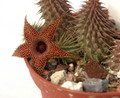 huernia pillansii 05