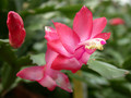 schlumbergera miss shimano 04