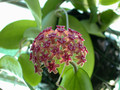 hoya purpurea fusca bali 7364 01