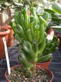 crassula portulacea monstrosa