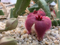 stapelia obducta01