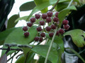 hoya sp molukken haruku 3759 01