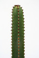 euphorbia canariensis 60cm 3781
