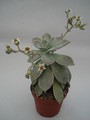 graptopetalum paraguayensis 8465