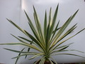 yucca gloriosa variegata 9720
