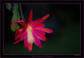 eh iridescens DAY2373 iridescens n1
